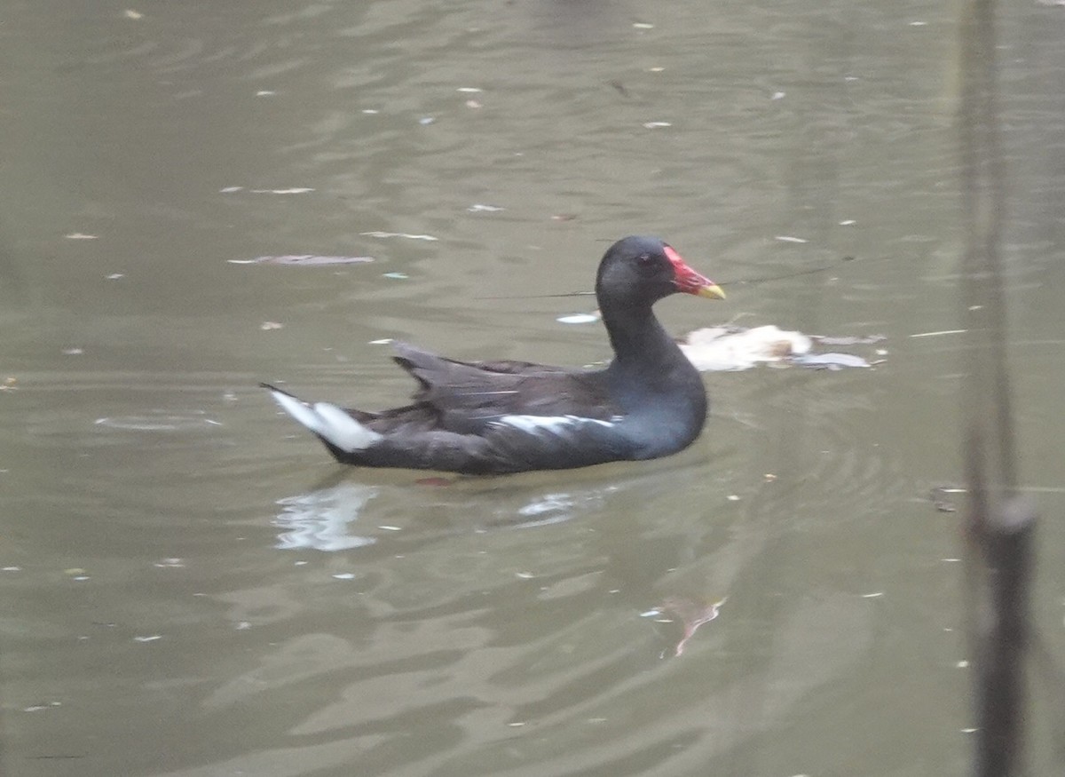 Gallinule poule-d'eau - ML483424781