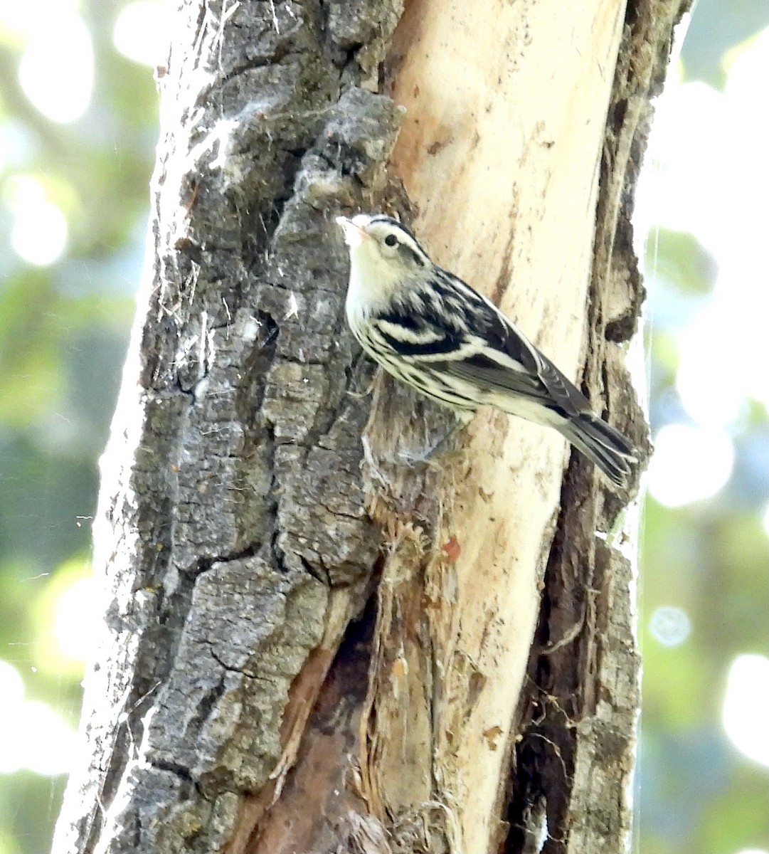 Black-and-white Warbler - ML483424821