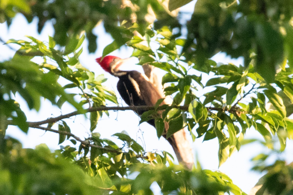 Lineated Woodpecker - ML483427321