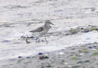 Semipalmated Sandpiper - Jason Vassallo