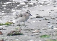 Semipalmated Sandpiper - ML483429771