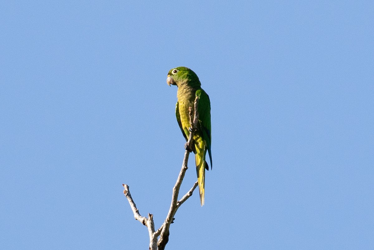 Olive-throated Parakeet (Aztec) - ML483429801