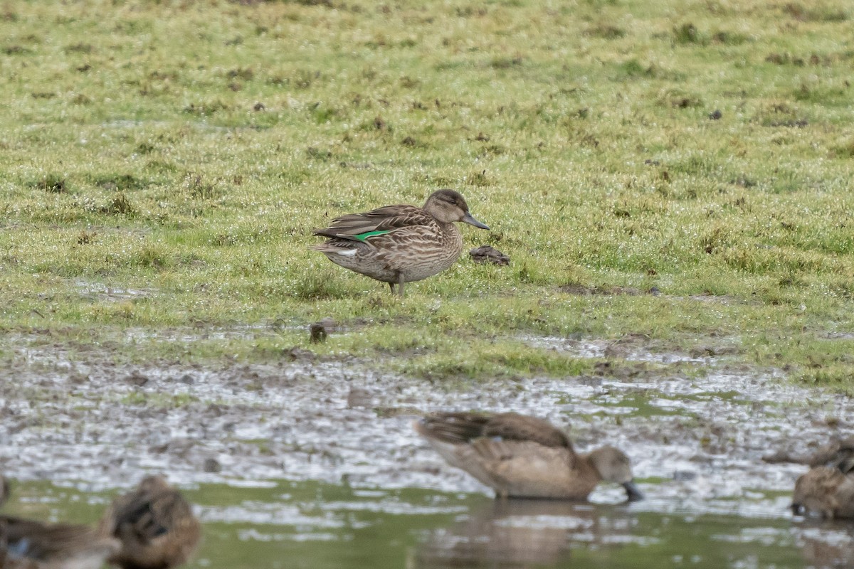 Green-winged Teal - ML483430531