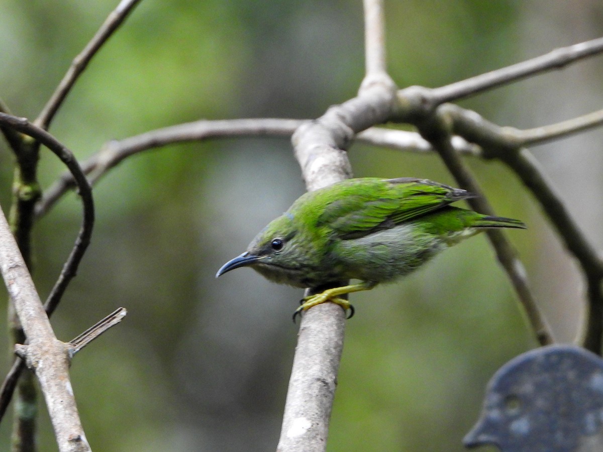 Shining Honeycreeper - ML483430951