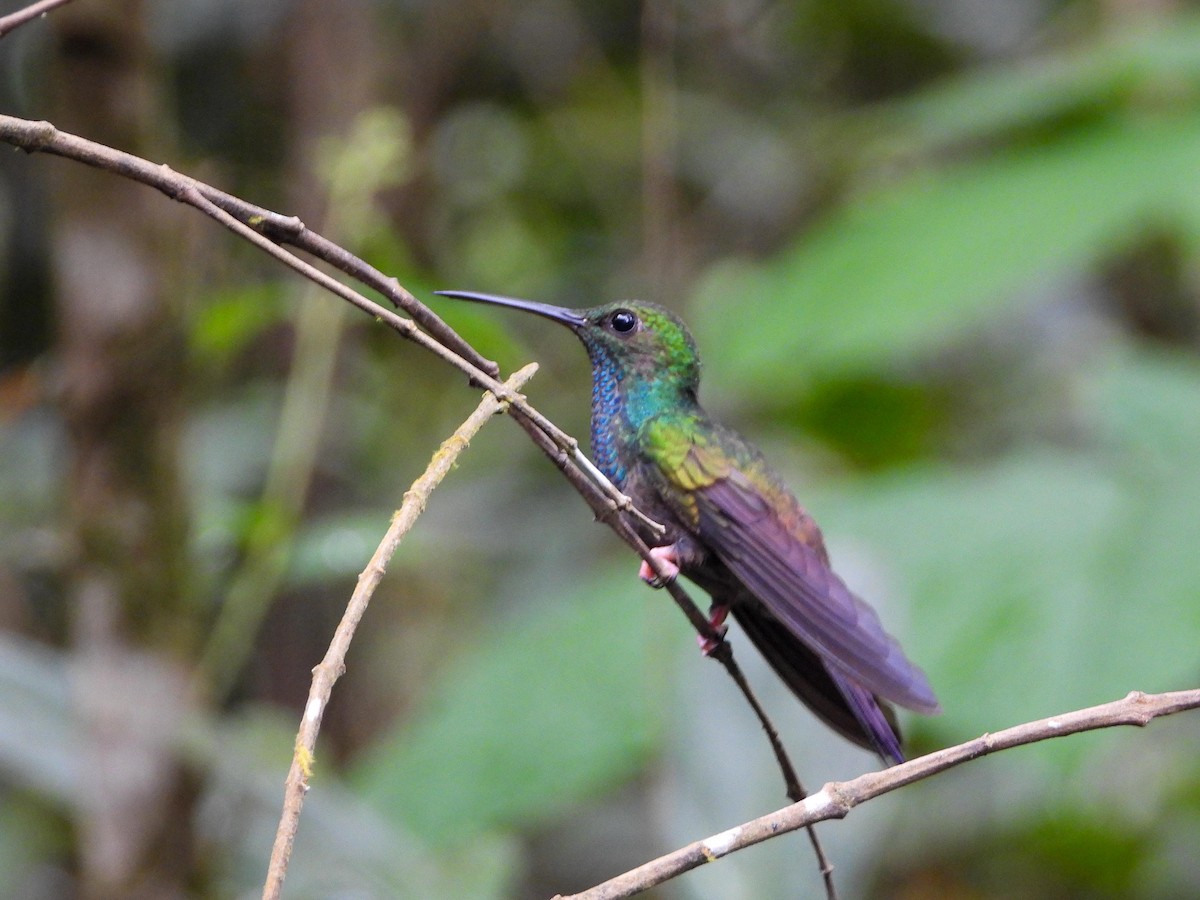 Bronze-tailed Plumeleteer - Samuel Burckhardt