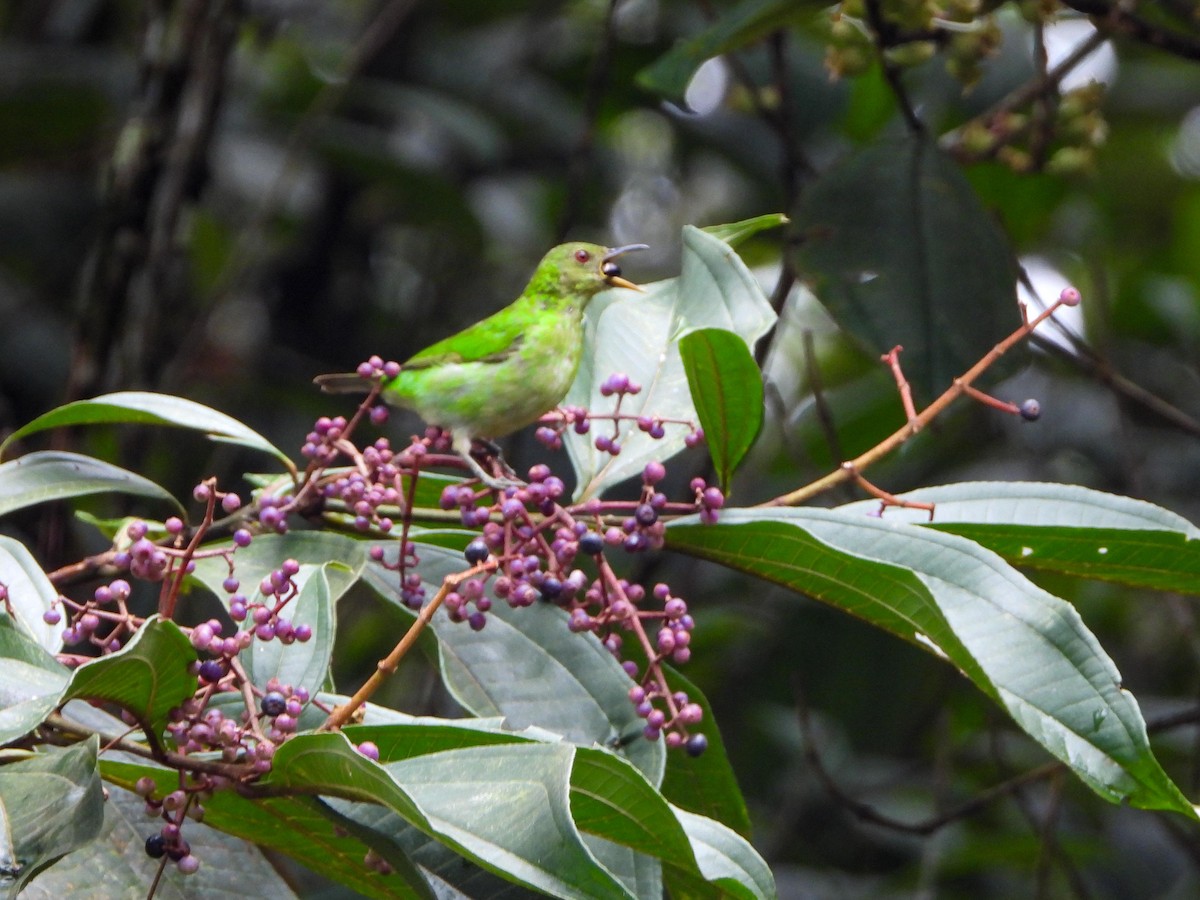 Green Honeycreeper - ML483431141