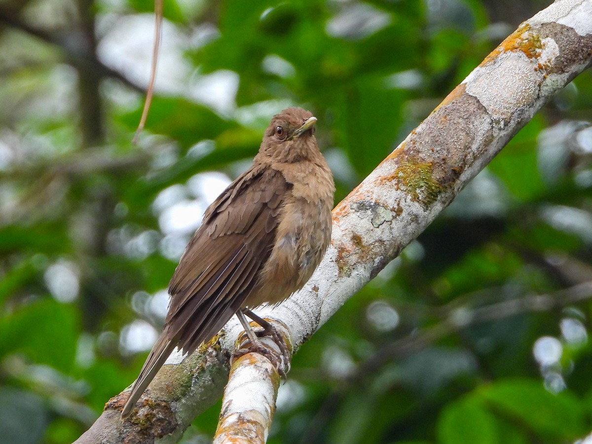 Clay-colored Thrush - ML483431271