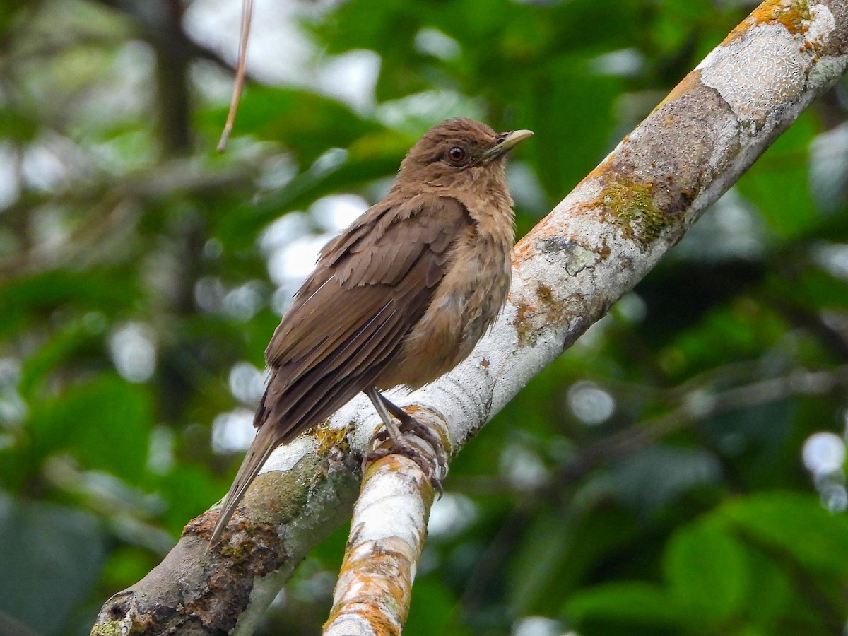 Clay-colored Thrush - ML483431281