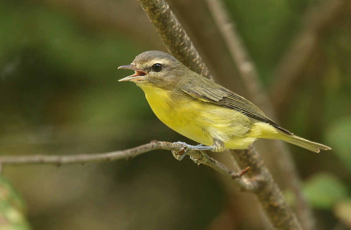 Philadelphia Vireo - ML483433781