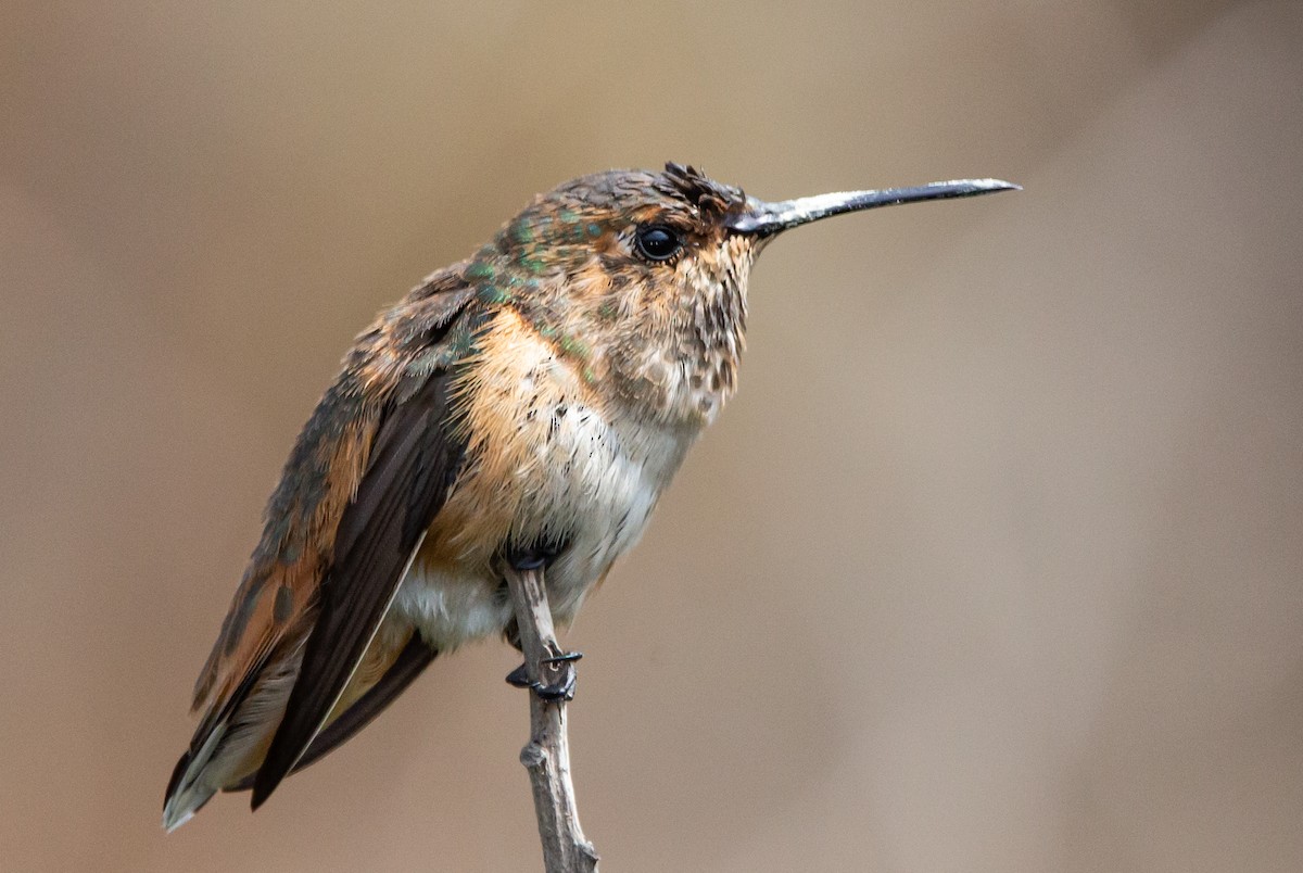 Colibrí de Allen - ML483435001