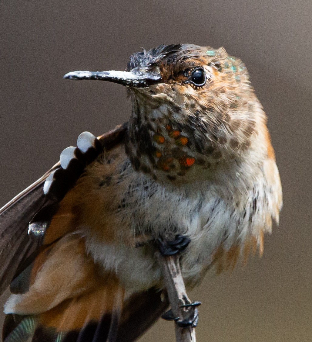 Allen's Hummingbird - Timothy Aarons