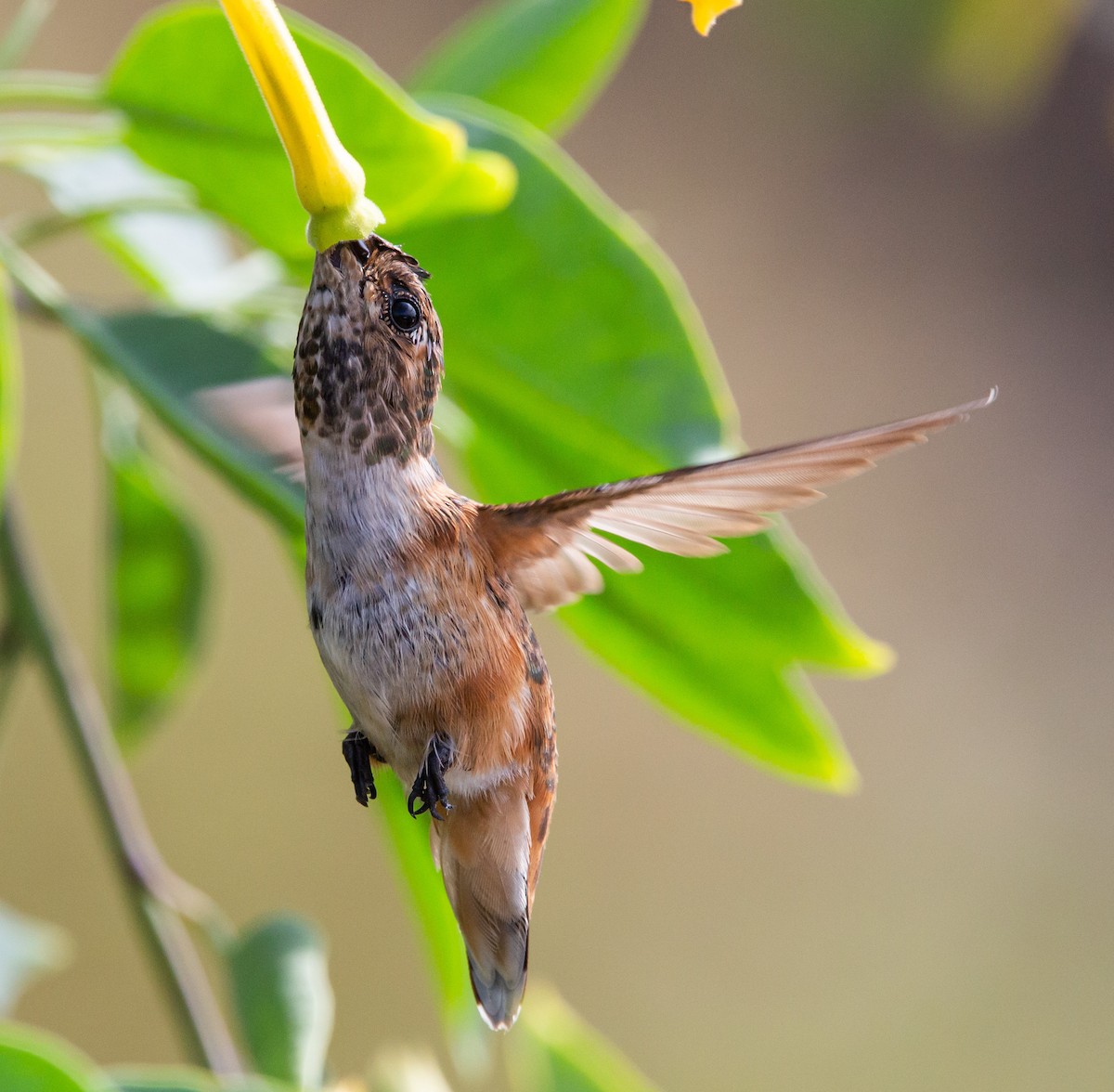 Allen's Hummingbird - Timothy Aarons