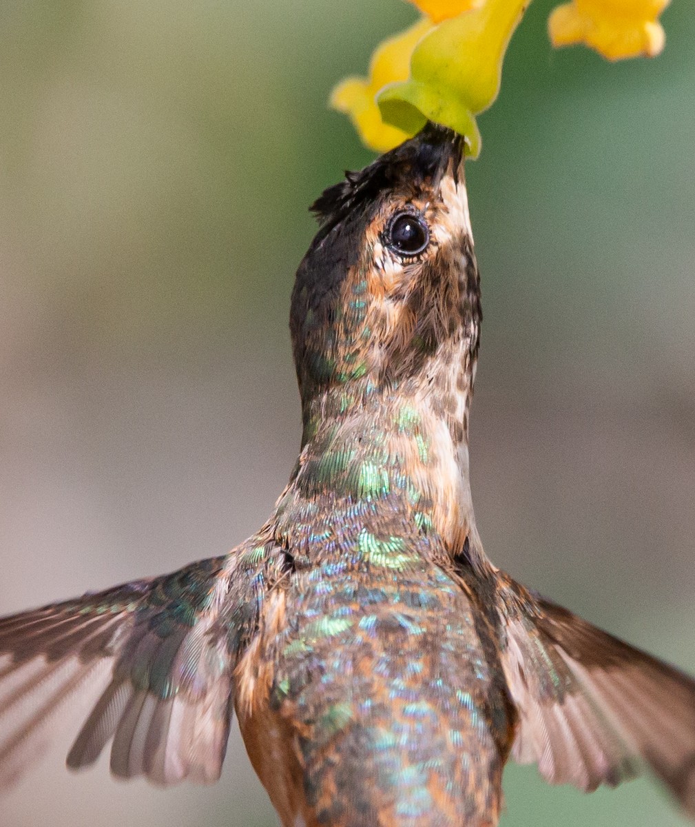 Allen's Hummingbird - Timothy Aarons