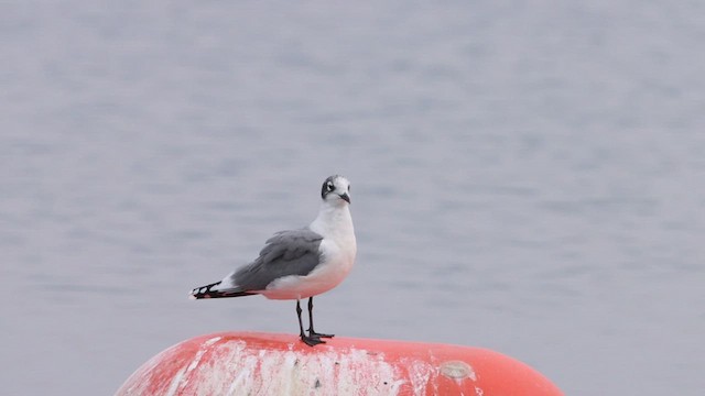 Franklin's Gull - ML483435161