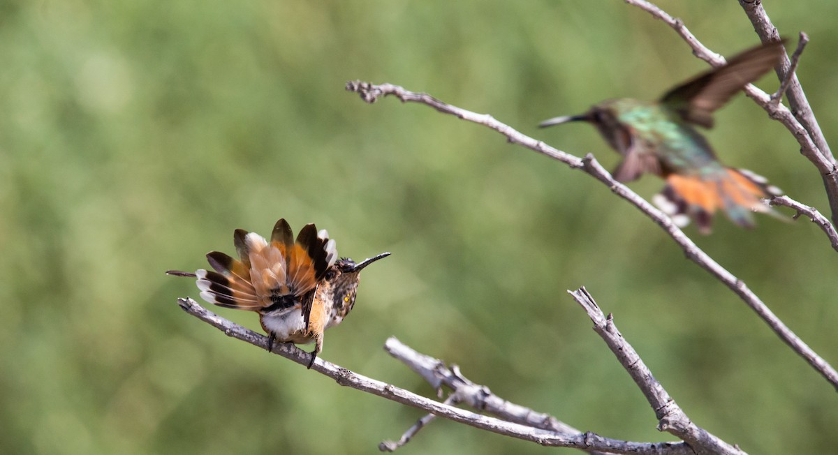 Allen's Hummingbird - ML483435181