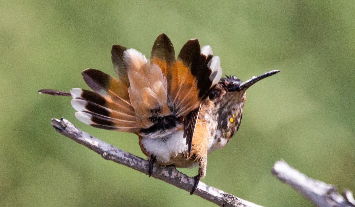 Allen's Hummingbird - ML483435321