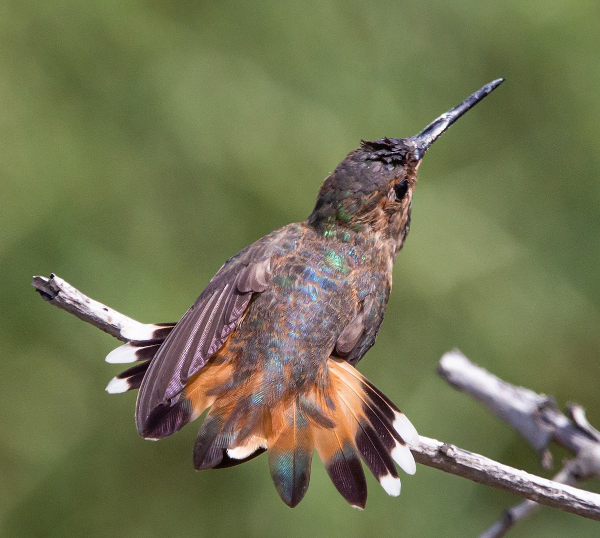 Allen's Hummingbird - Timothy Aarons