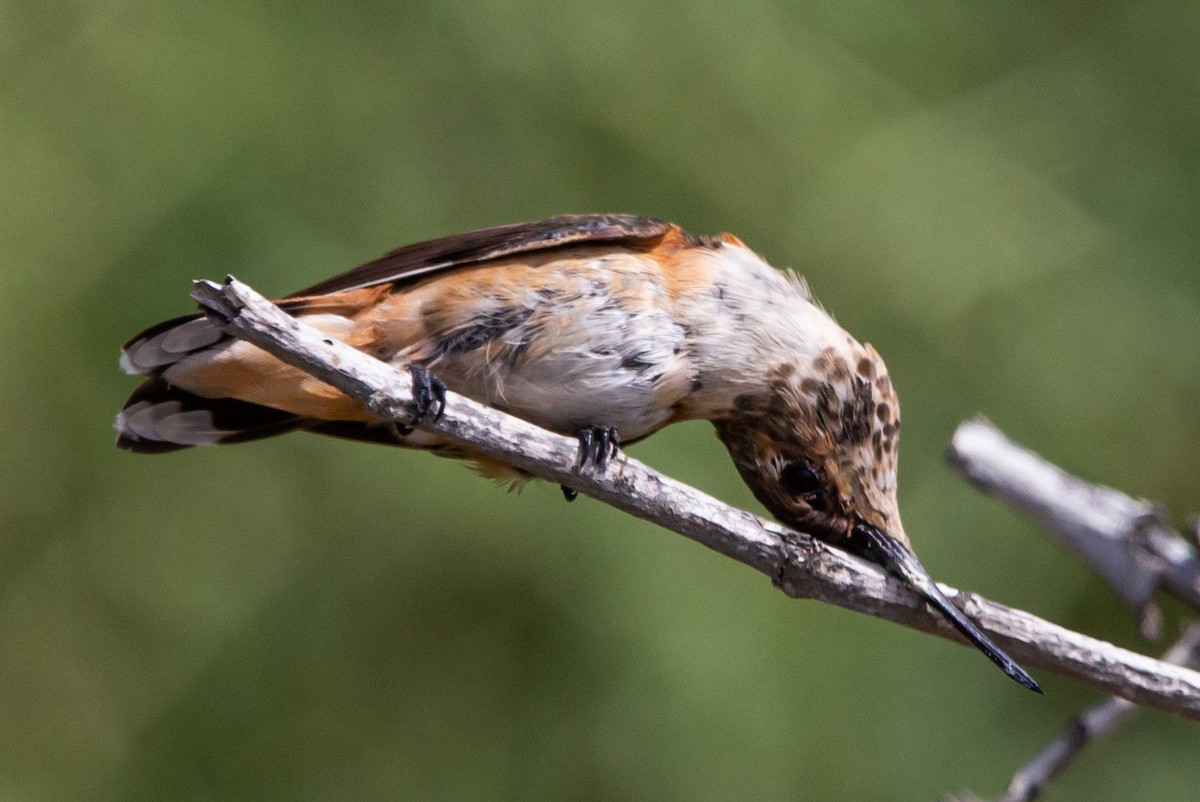 Allen's Hummingbird - Timothy Aarons