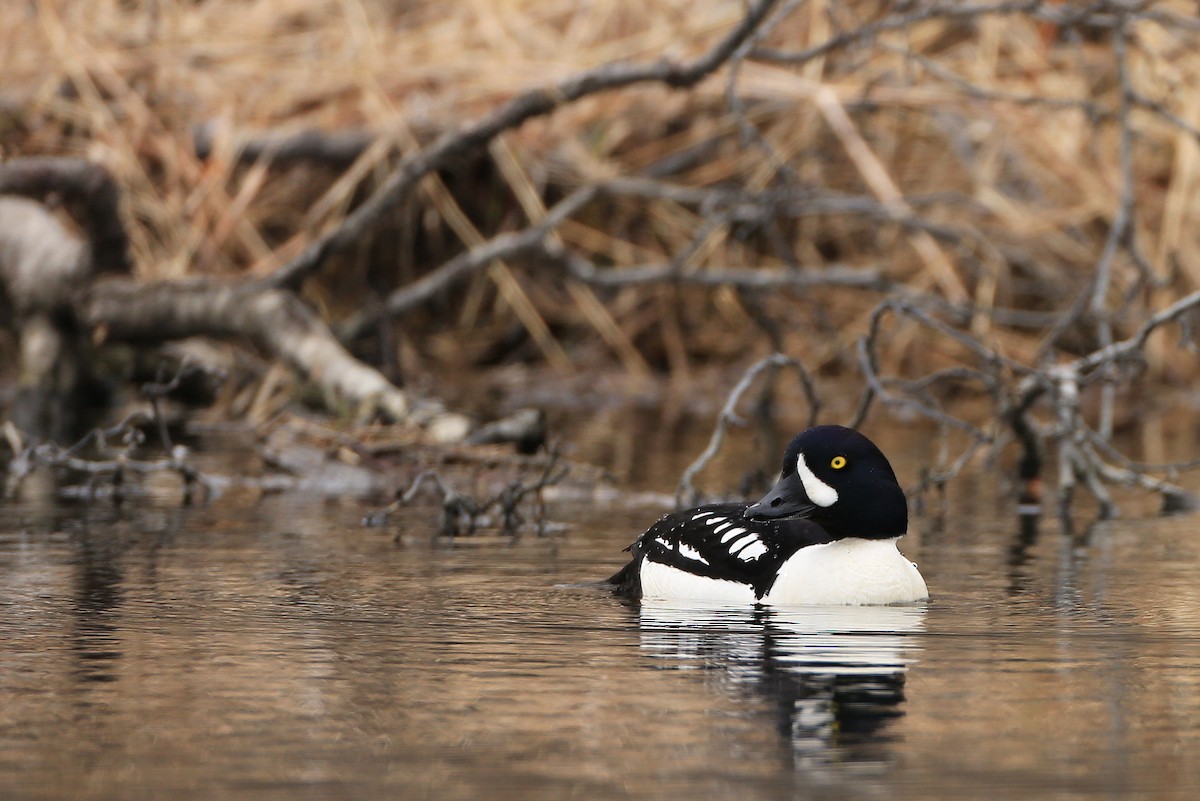 Barrow's Goldeneye - ML48343561