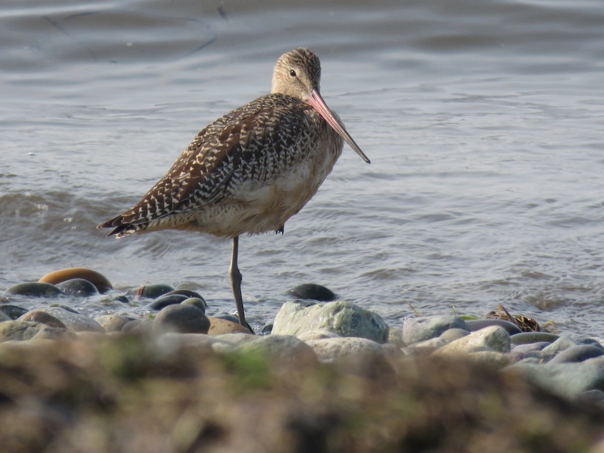 Marbled Godwit - ML483437061