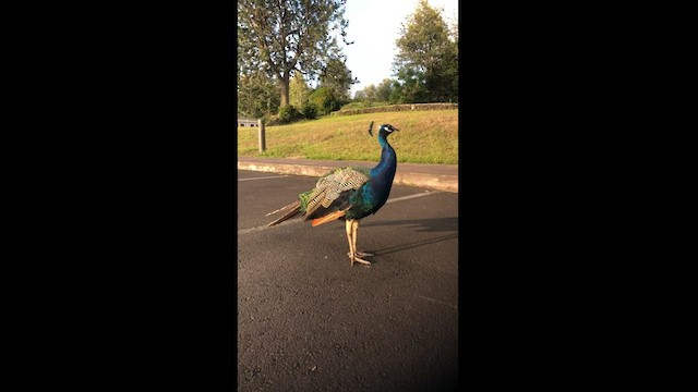 Indian Peafowl - ML483437721