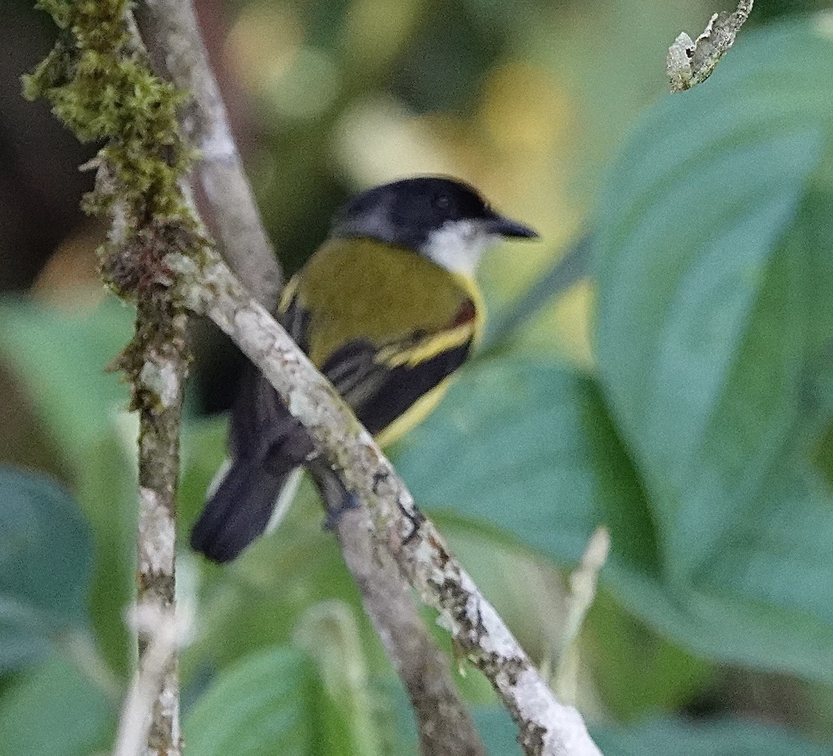 Golden-winged Tody-Flycatcher - Howard Laidlaw