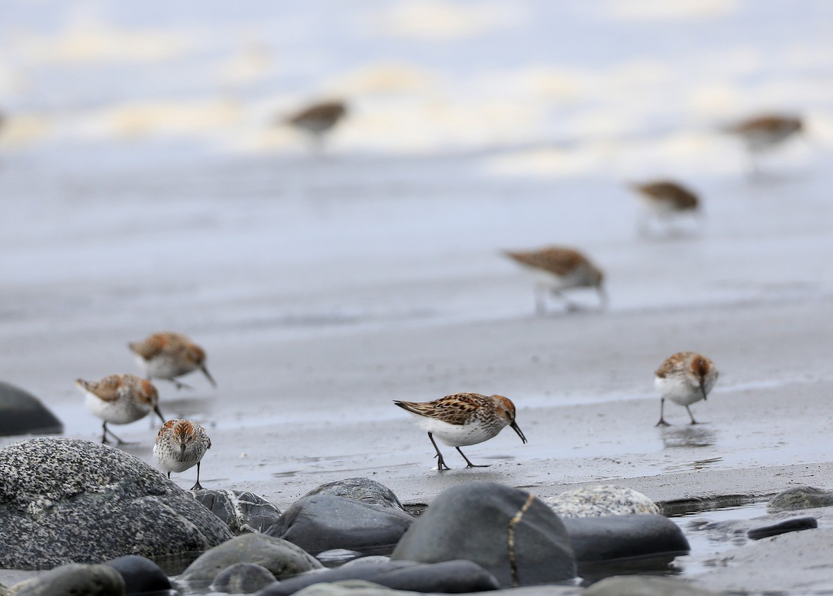 Western Sandpiper - Tim Lenz