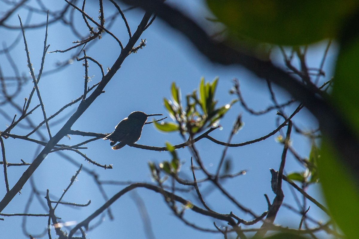 Colibrí Rutilante - ML483439671