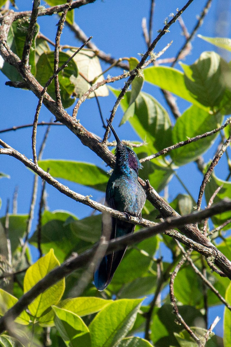 Sparkling Violetear - ML483439691