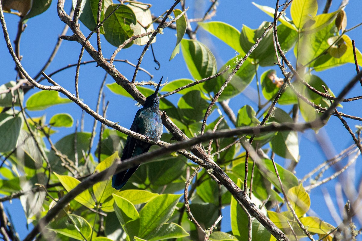 Colibrí Rutilante - ML483439701