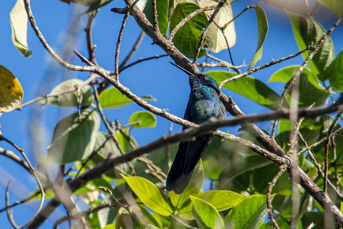 Sparkling Violetear - ML483439711