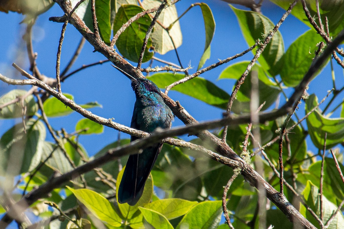 kolibřík modrolící - ML483439721