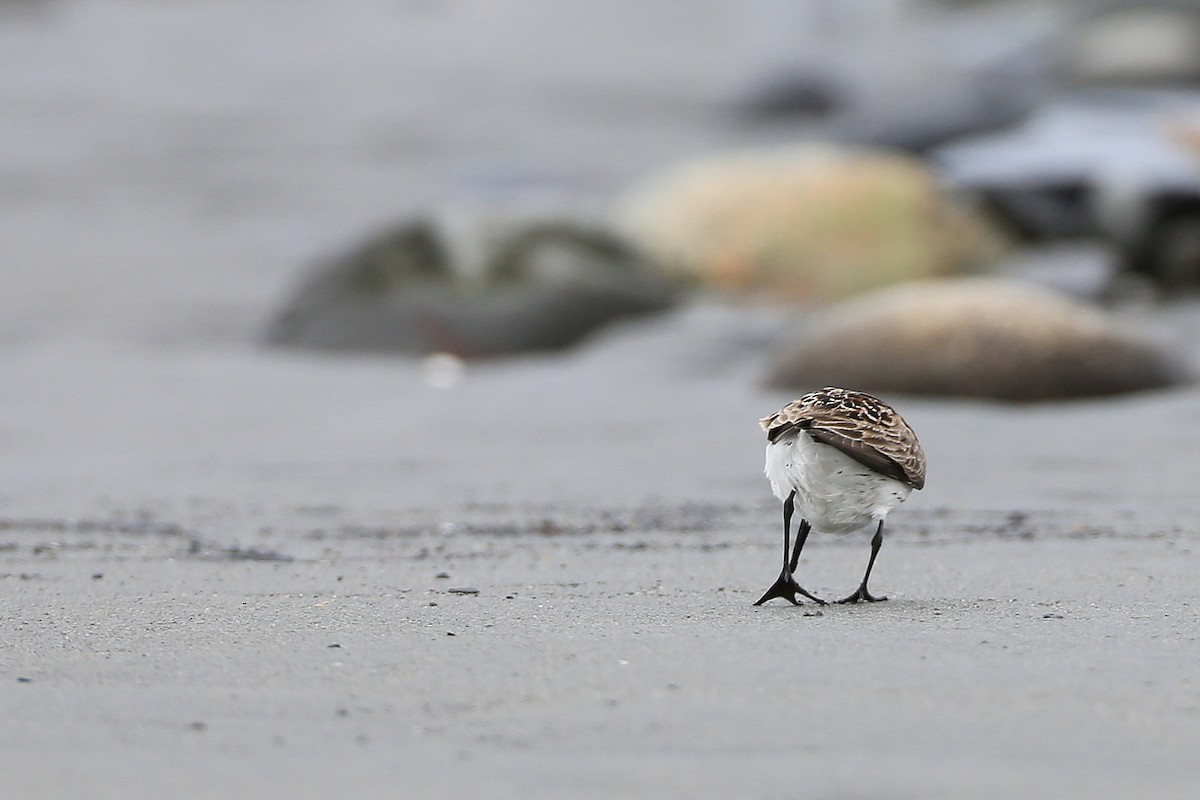 Semipalmated Sandpiper - ML48344171