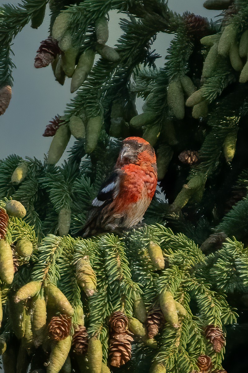 White-winged Crossbill - ML483442631