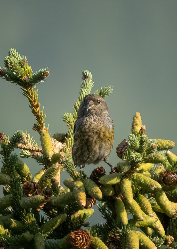 White-winged Crossbill - ML483442641