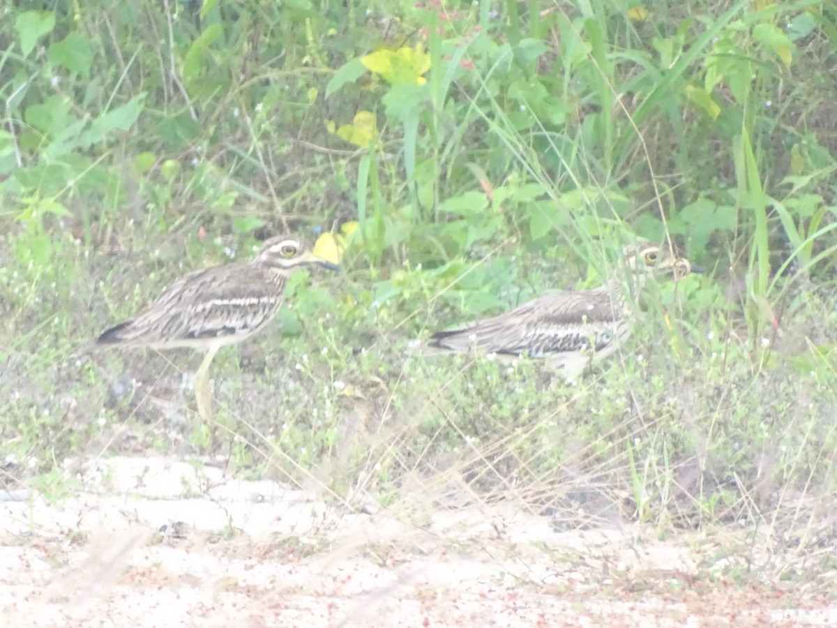 Indian Thick-knee - ML483443011