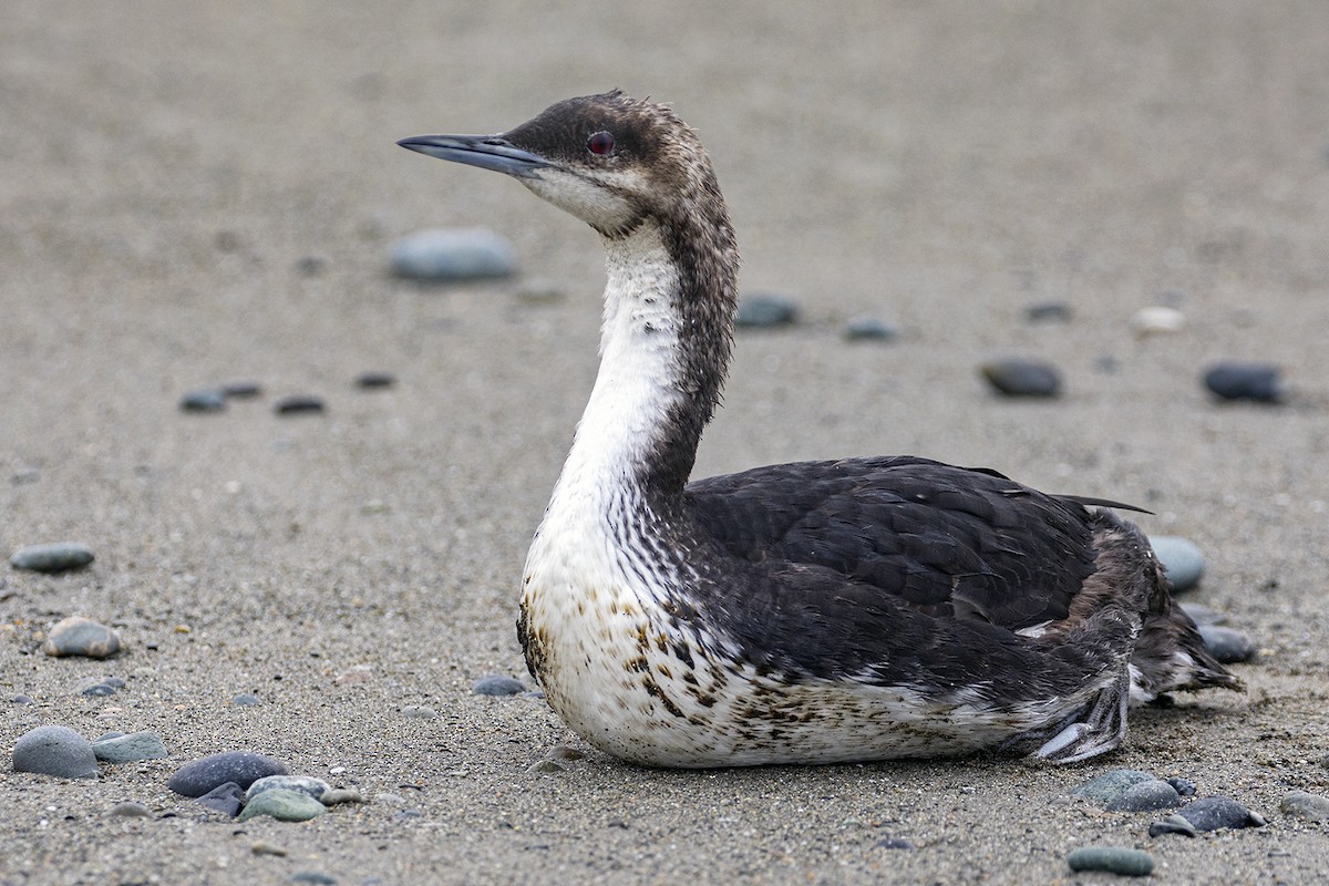 Pacific Loon - Garrett Little