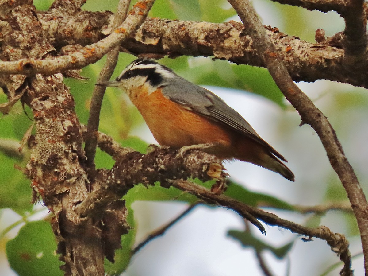 Red-breasted Nuthatch - ML483444641