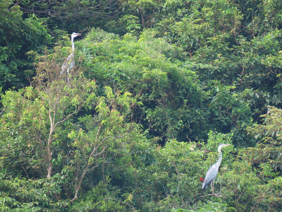 Gray Heron - Bosco Chan