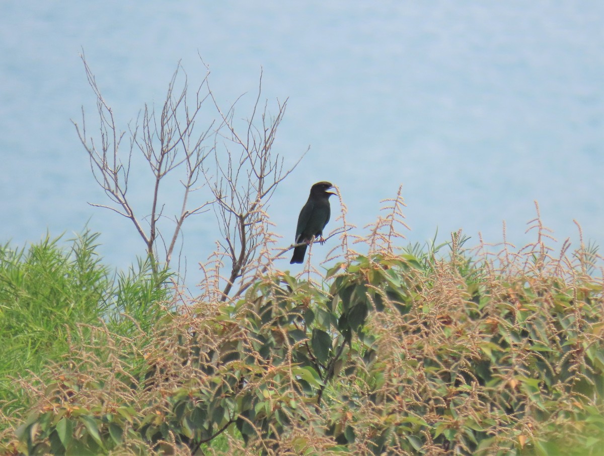 Dollarbird - ML483445351