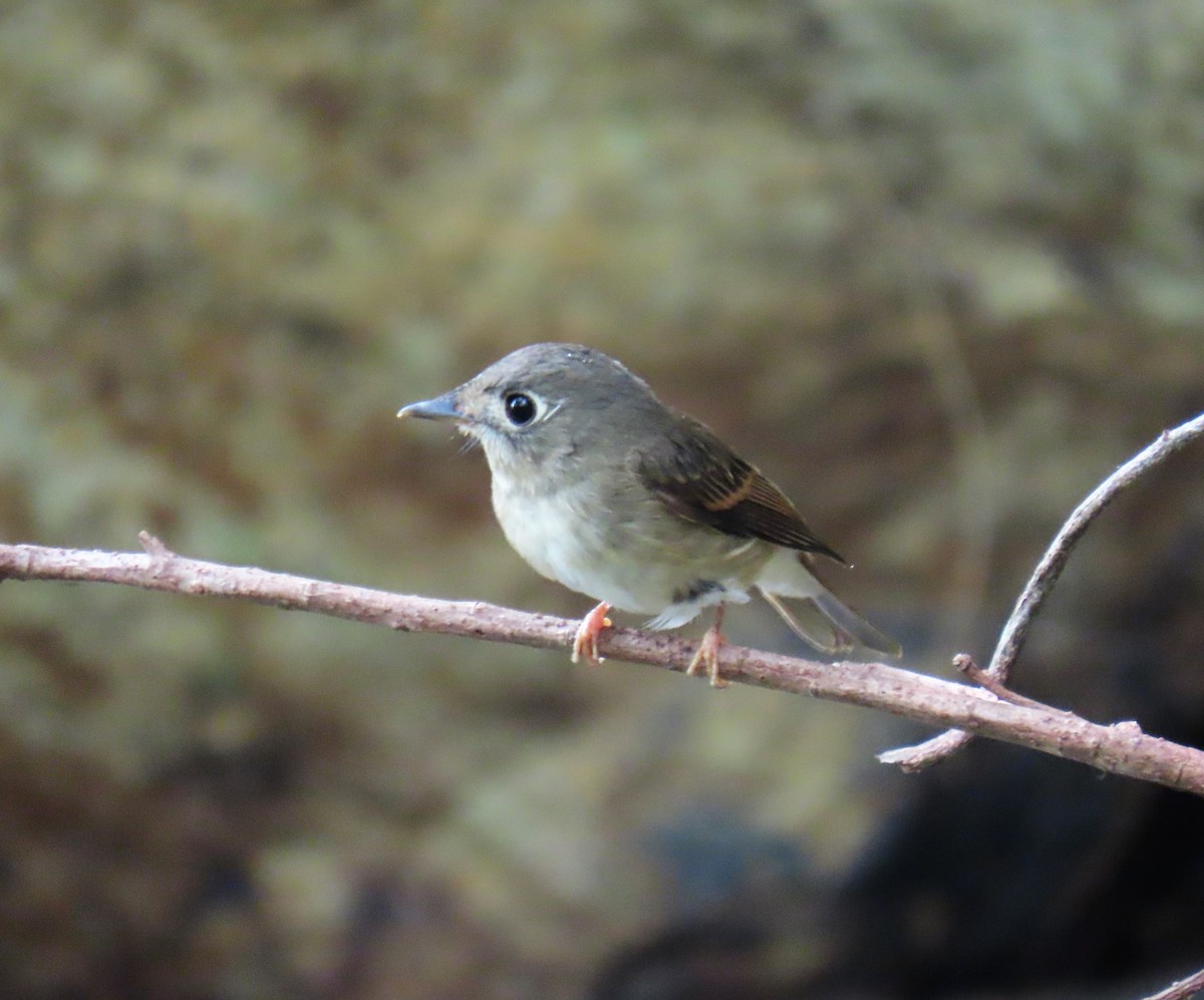 Brown-breasted Flycatcher - ML483445381