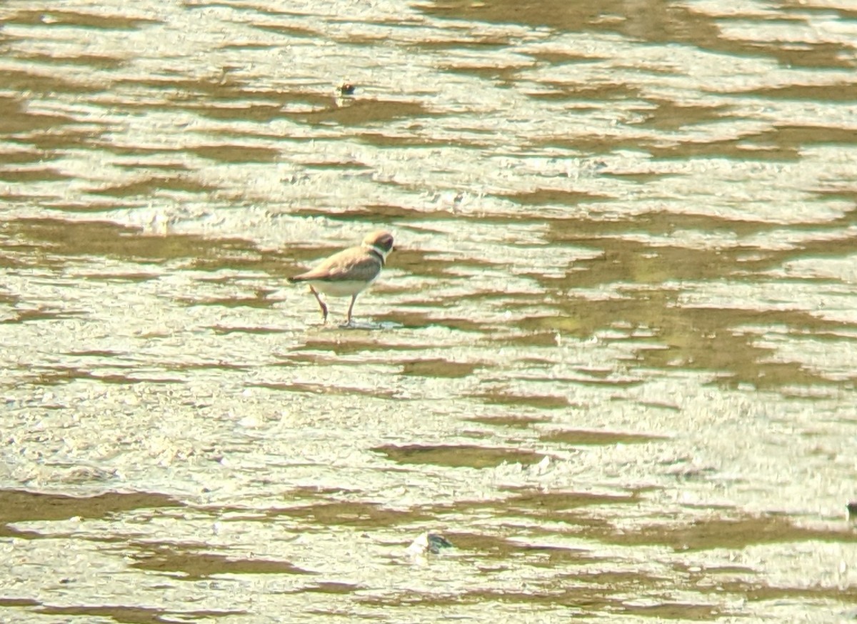 Semipalmated Plover - ML483445401