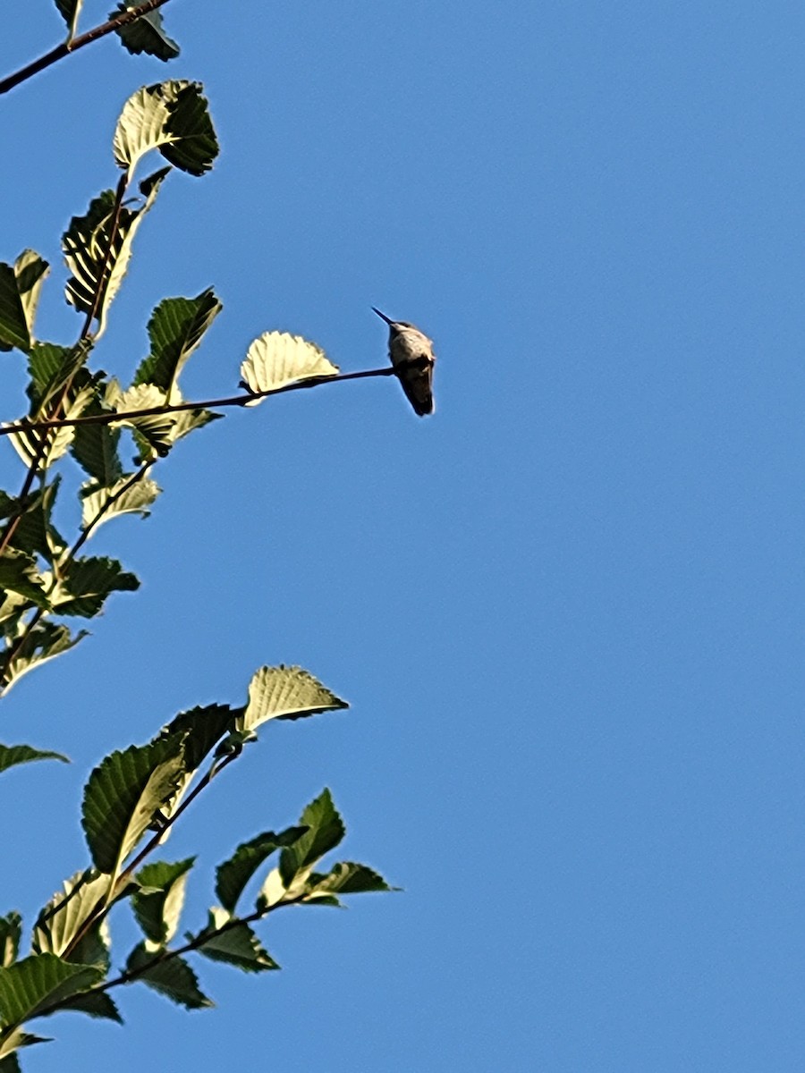 Calliope Hummingbird - ML483445441