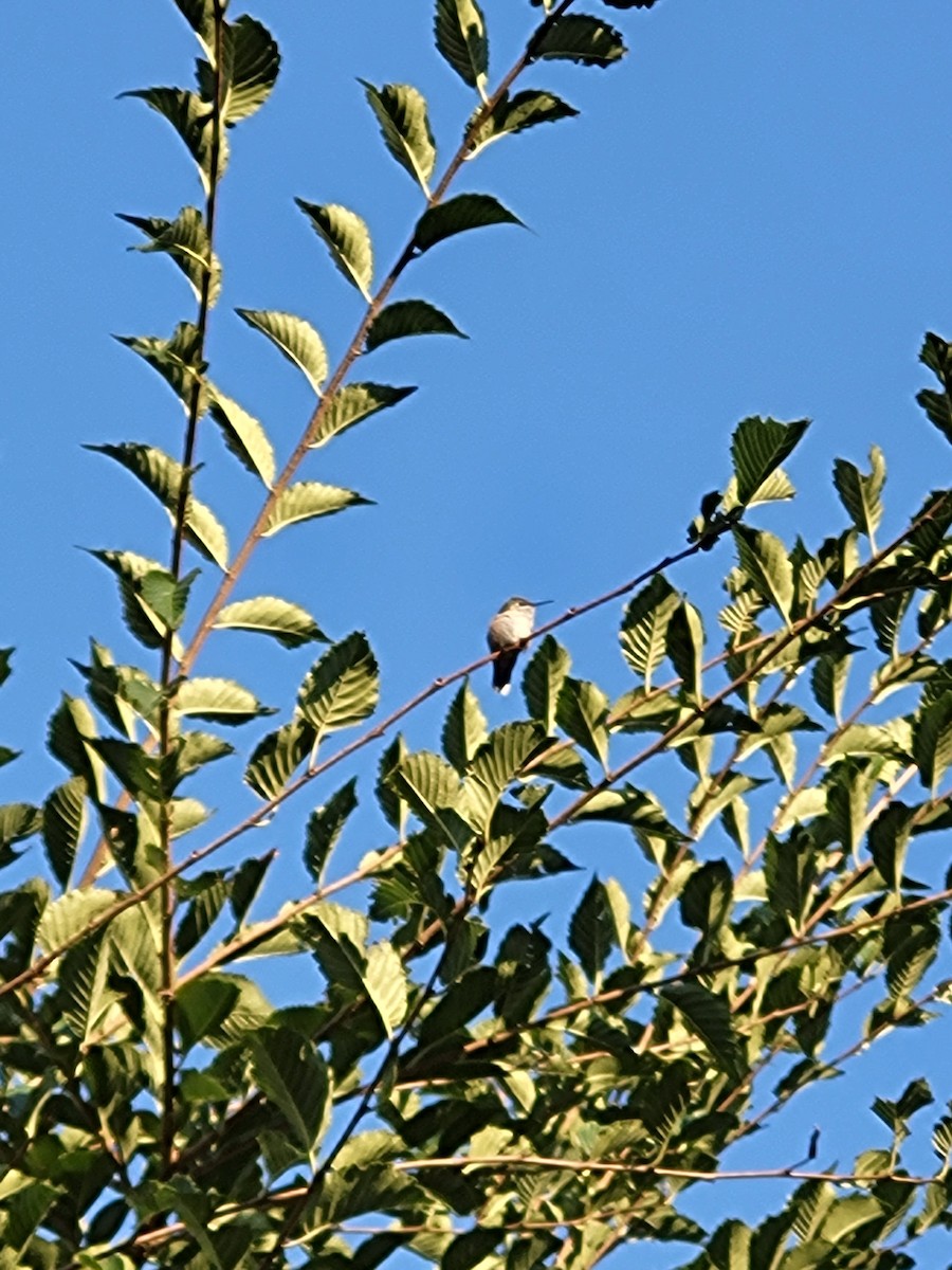 Calliope Hummingbird - ML483445451