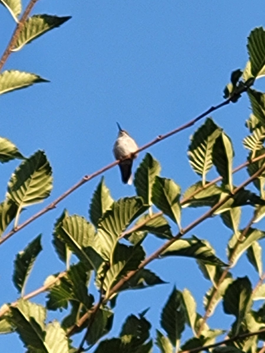 Calliope Hummingbird - ML483445461