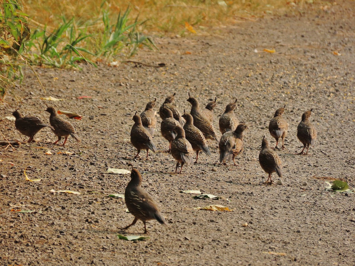 California Quail - ML483445631