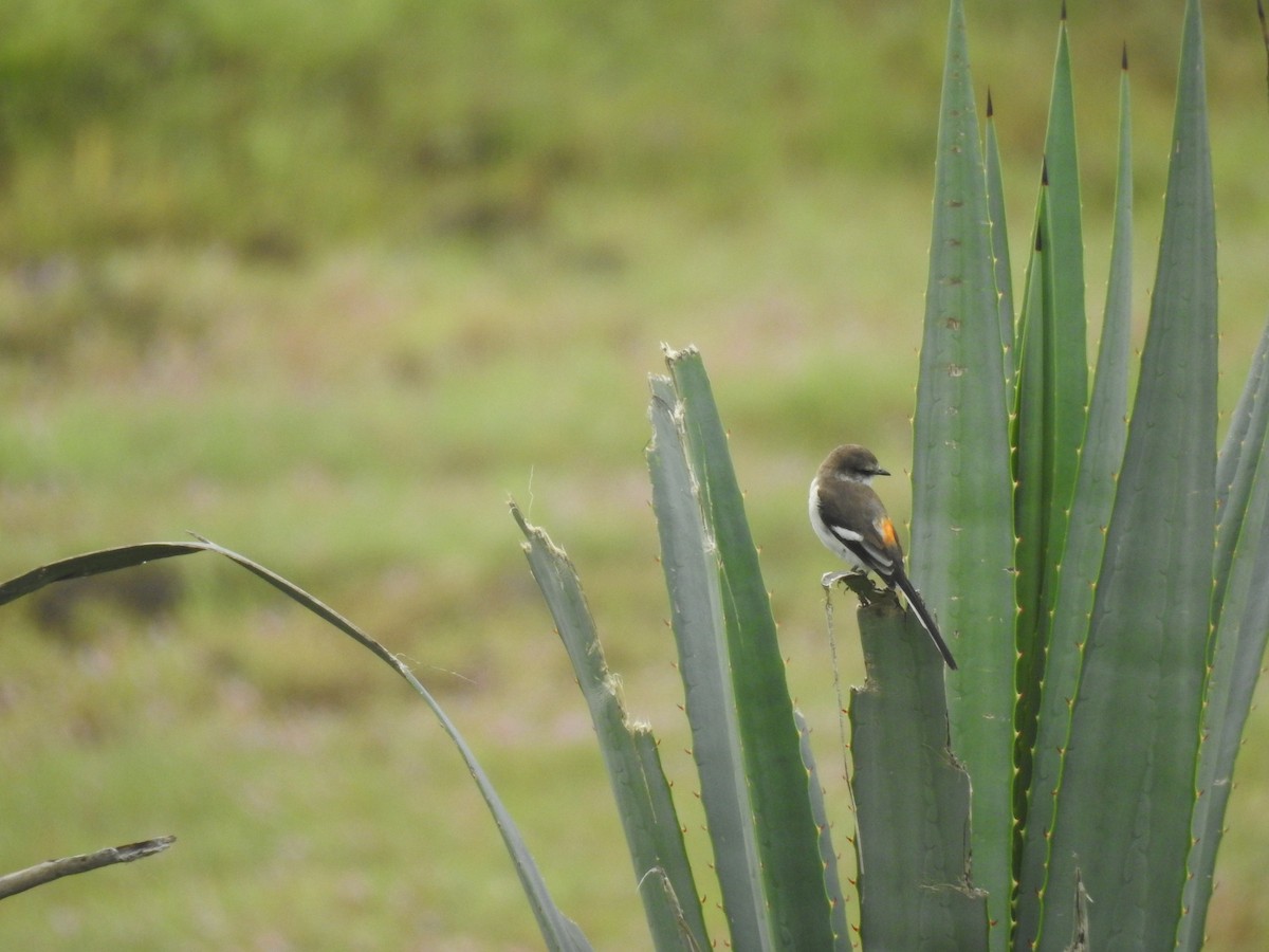 White-bellied Minivet - ML483447281