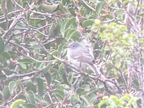 Gray Vireo - max kirsch