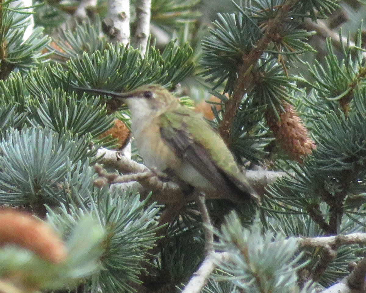 Black-chinned Hummingbird - ML483450831