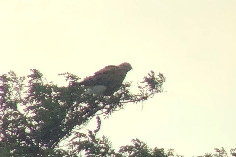 Long-legged Buzzard - ML483451091